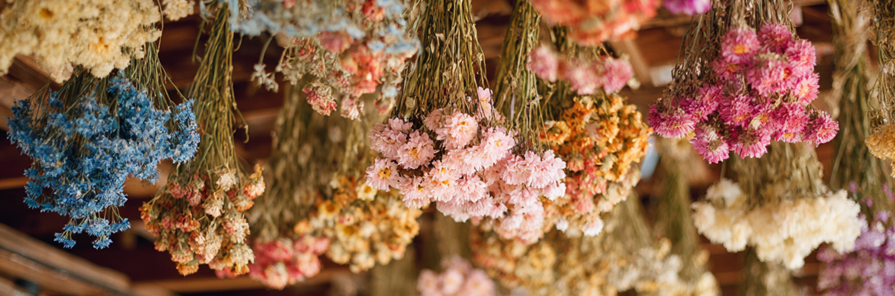 Dried Flower Care. Dried flowers hanging in a barn