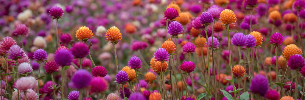 Dried flower growing tips banner. Stunning multi coloured gomphrena growing in a field. Dried flowers hanging. regenerative flower growing in the UK with Flores and Bloom