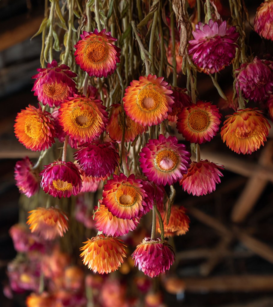 Dried flowers cookie policy Banner. Strawflowers hanging to dry.