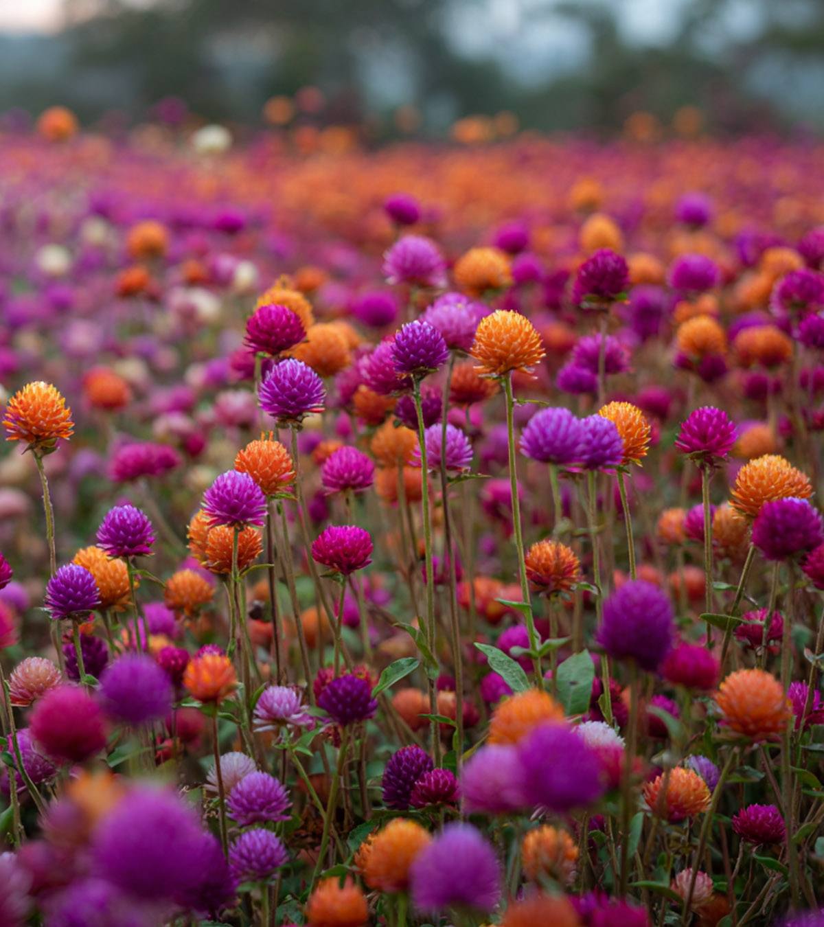dried flower growing tips banner. Orange, purple and pink gomphrena growing in a field